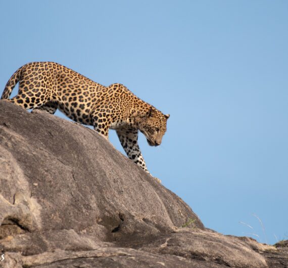 Yala Safari