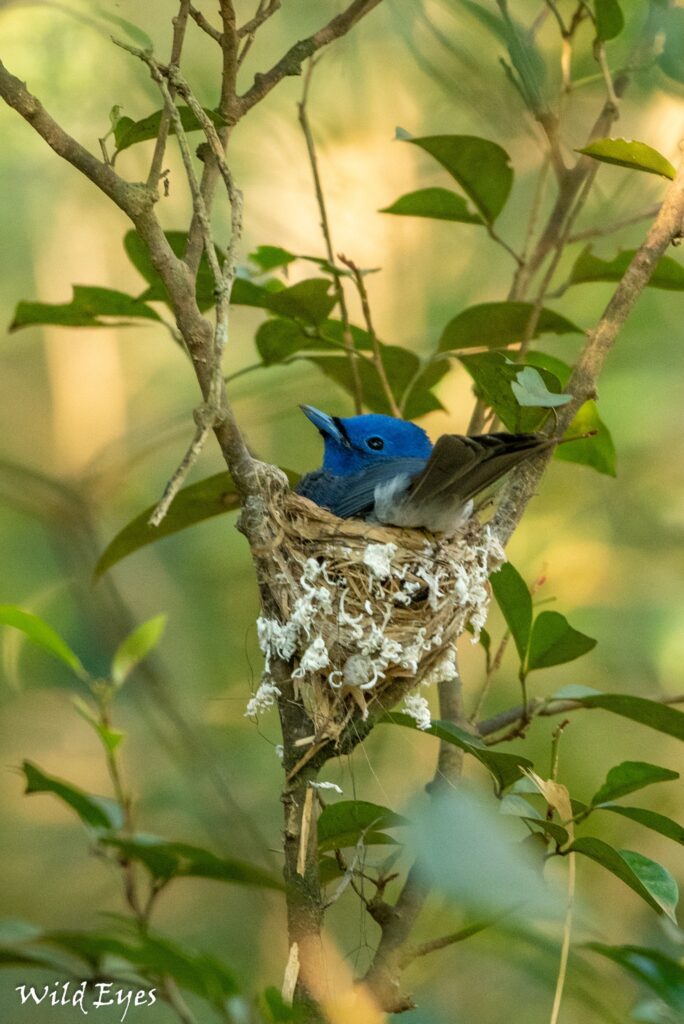 Kumana safaris