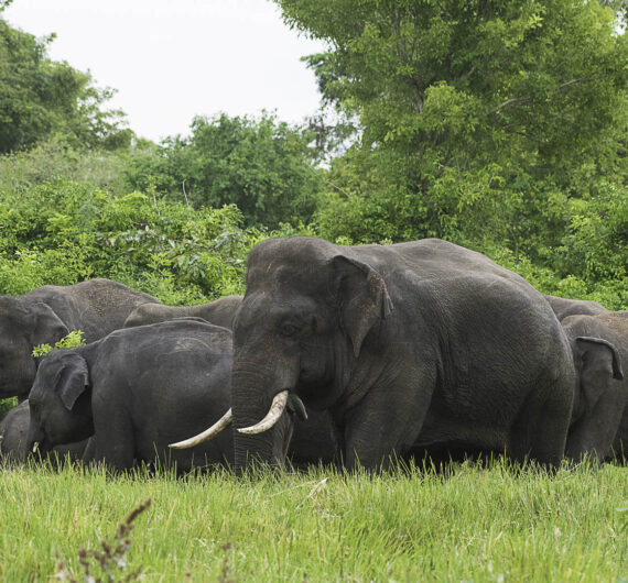 Udawalawe Safari