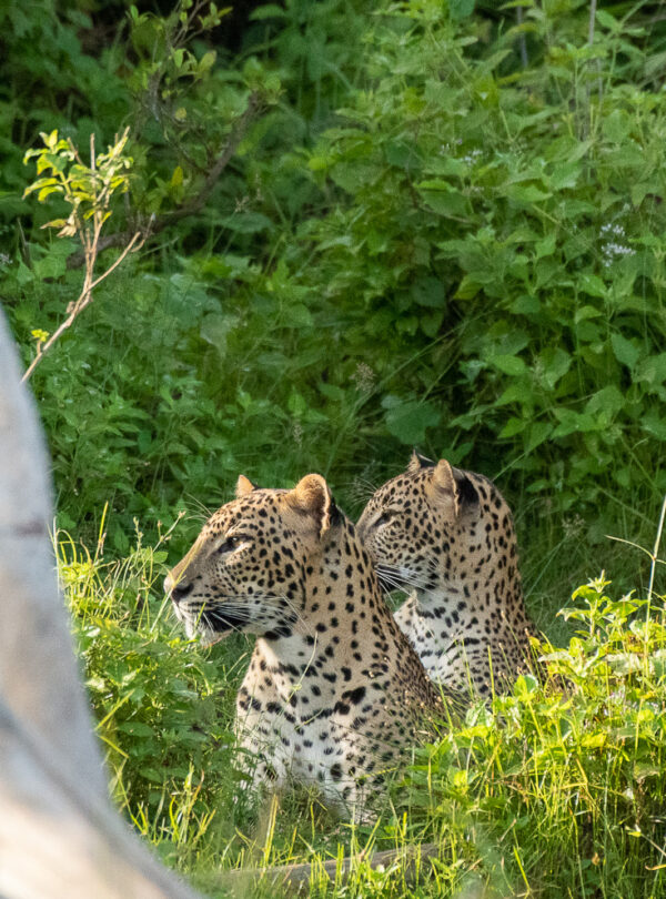 Sri Lanka Wildlife Tours