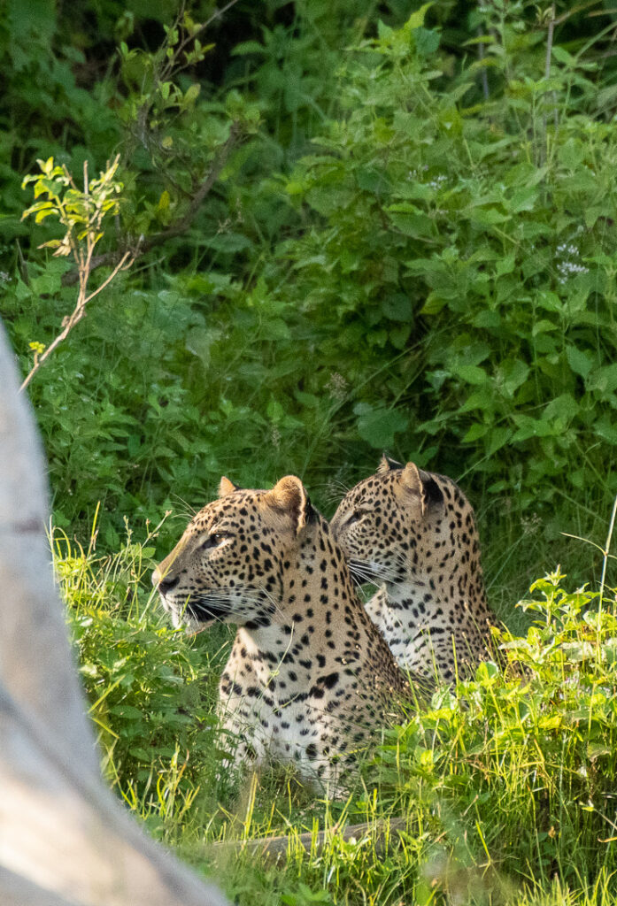 Sri Lanka Wildlife Tours