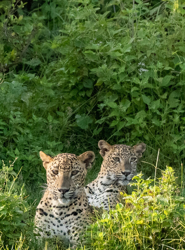 Sri Lanka Safari