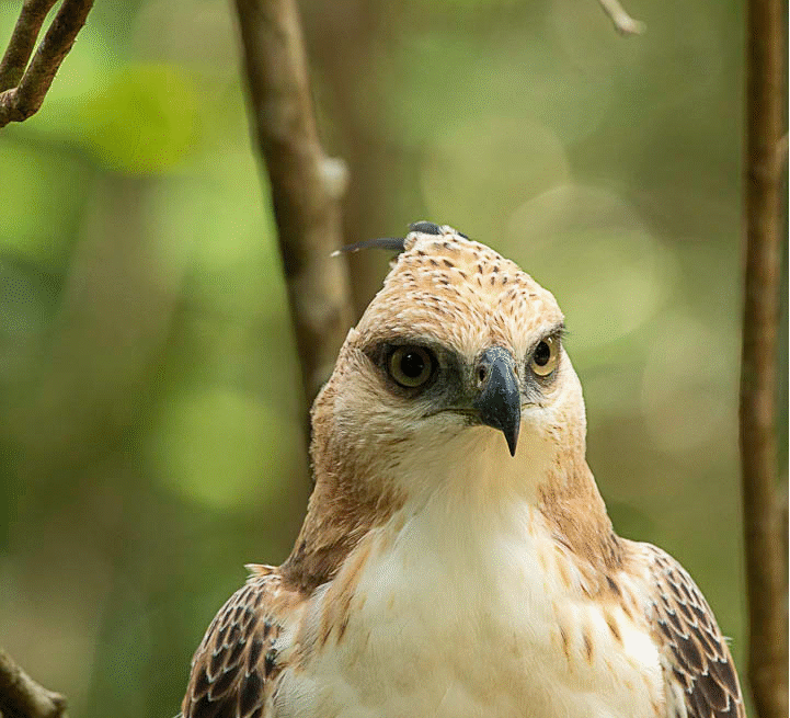 Wilpattu Safaris
